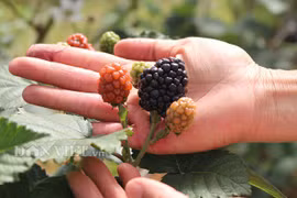 Nông trại trồng loại quả "thần kỳ", ăn 1 vài trái là tỉnh cả người