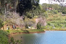 Đến Măng Đen ngắm những bông hoa Mai anh đào đua nhau khoe sắc