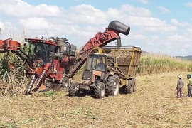 Kbang: Nông dân khấm khá nhờ chuyển đổi cây trồng