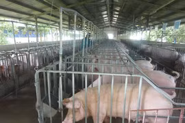 Dịch tả lợn có lây sang người?