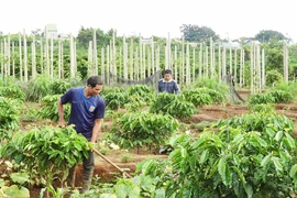 Lan tỏa phong trào thi đua sản xuất giỏi ở huyện Ia Grai