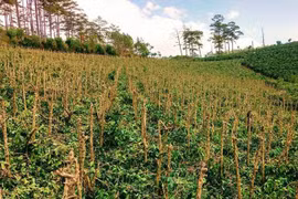 Cà phê Arabica ở Lâm Đồng bị bọ xít muỗi tấn công