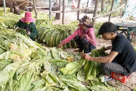 Krông Pa: Chủ động chống hạn vụ Đông Xuân