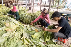 Krông Pa: Chủ động chống hạn vụ Đông Xuân
