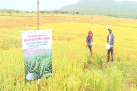 Thâm canh lúa Đài thơm 8 cho năng suất cao
