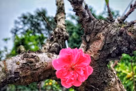 Ngẩn ngơ "sét đánh" với giống đào quý hiếm giá hàng trăm triệu