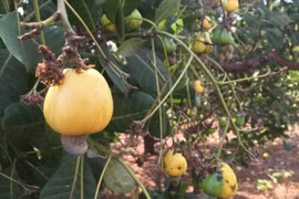 Điều chín rộ đúng Tết Kỷ Hợi, nông dân Gia Lai buồn vui lẫn lộn