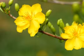 Lời chúc mừng năm mới Tết Kỷ Hợi 2019 hay,xúc động và ý nghĩa nhất