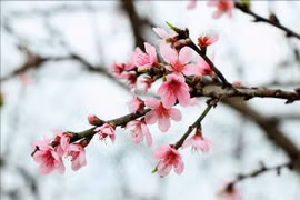 Hàng trăm loại hoa, cây cảnh mang hương Tết vùng miền Tổ quốc