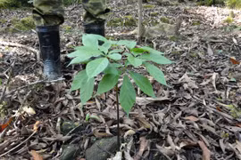 Kiến nghị đưa sâm Ngọc Linh vào chương trình giống Quốc gia