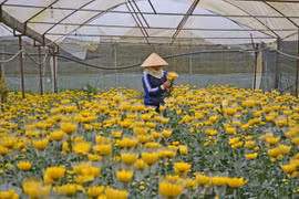 Làng hoa 'khai sơn phá thạch' ở xứ sở ngàn hoa Đà Lạt