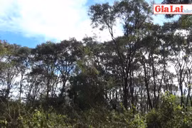 Khám phá vẻ đẹp rừng gỗ hương Đức Cơ