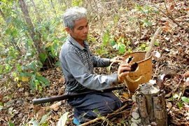 Săn dược liệu quý trong rừng khộp