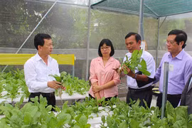 Gia Lai: Chuyển đổi cơ cấu cây trồng phù hợp với thị trường