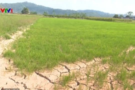 Hơn 600 ha cây trồng tại Đăk Nông có nguy cơ mất trắng