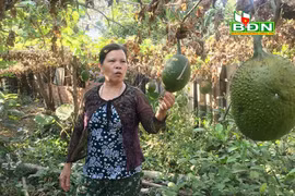 Đến khổ: Trồng dược liệu bị doanh nghiệp "trở quẻ" dân méo mặt