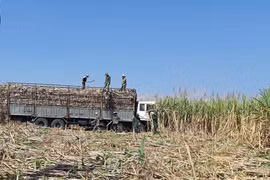 Đak Pơ: Diện tích mía giảm mạnh