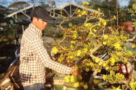 Ảm đạm mai Tết