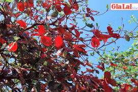 Phố mùa cây thay lá…