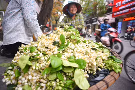 Đất Hà Thành thơm lừng mùa hoa bưởi