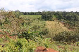 Bắt quả tang 3 đối tượng chặt phá hơn 12.500 m2 rừng trồng phòng hộ