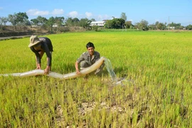 Ia Pa tập trung chống hạn cho lúa Đông Xuân