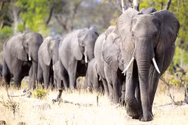 4 nước châu Phi muốn dỡ bỏ lệnh cấm buôn bán ngà voi