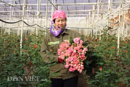 Sát ngày Lễ Tình nhân, giá hoa hồng Đà Lạt tăng chóng mặt