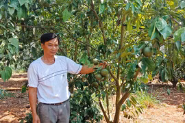 Thu nhập khá nhờ vườn cam Vinh