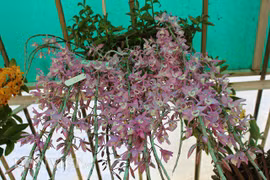 "Chết mê chết mệt" ngắm phong lan đẹp lạ ở Hội hoa xuân Đà Lạt