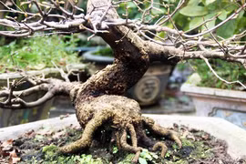 "Đạo" ở làng mai