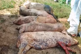 Ngăn chặn bệnh dịch tả lợn châu Phi xâm nhiễm vào tỉnh Gia Lai