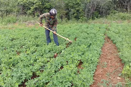 Đức Cơ: Trồng đậu phộng trên đất lúa bị hạn