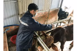 Chủ động cân đối ngân sách mua vắc xin tiêm phòng cho gia súc