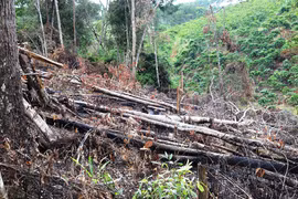 Giữ rừng, đừng thờ ơ nữa!