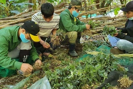 Làm giàu nhờ trồng cây "quốc bảo"