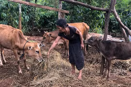 Hỗ trợ sinh kế giúp hộ nghèo vươn lên