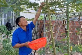 Bí thư chi đoàn khởi nghiệp từ hoa đu đủ đực