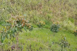 Phát hiện thi thể nam sinh lớp 8 tử vong với nhiều vết thương sau nhiều ngày mất tích