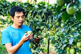 Mang Yang đẩy mạnh chuyển đổi cây trồng