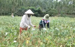 Trồng đậu đen xanh lòng, đậu đen trắng lòng, nông dân ở vùng này của Bình Định nhà nào trồng cũng có tiền