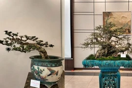 Cực phẩm cây cảnh bonsai hội tụ 4 tiêu chí "Cổ, kỳ, mỹ, văn", hệ chơi cây nức nở "đẹp hết nước chấm"