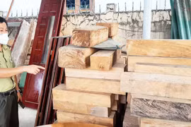 Vì sao rừng vẫn liên tục bị thảm sát ?: 'Thổi bay' rừng quý hiếm