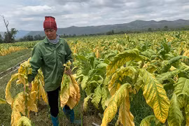 Krông Pa: Cây trồng chủ lực thiệt hại do thời tiết thất thường