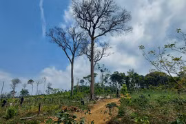 Phá rừng tự nhiên để trồng cây ngắn ngày