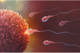 Mối liên quan giữa COVID-19 và khả năng sinh sản của nam giới