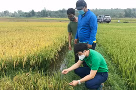 Liên kết canh tác lúa nước theo hướng hữu cơ: Bước đột phá ở Đak Đoa