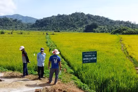 Đak Đoa: Hội thảo đầu bờ phương án cánh đồng lúa một giống chất lượng cao HN6