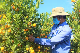 Làm giàu nhờ chọn hướng đi mới trong sản xuất nông nghiệp