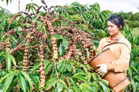 Gia Lai ban hành Khung đánh giá thực hiện mục tiêu phát triển kinh tế-xã hội